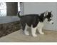 Sakhalin Husky Puppies for sale in Dearmanville, Oxford, AL 36207, USA. price: NA