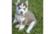 Sakhalin Husky Puppies for sale in Delta, AL 36258, USA. price: NA
