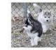 Sakhalin Husky Puppies for sale in Fairfield, AL, USA. price: NA