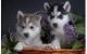 Sakhalin Husky Puppies for sale in Fort McClellan, Anniston, AL 36201, USA. price: NA
