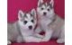 Sakhalin Husky Puppies for sale in New Haven, CT, USA. price: NA