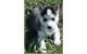Sakhalin Husky Puppies for sale in Stamford, CT, USA. price: NA