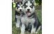 Sakhalin Husky Puppies for sale in Cape Coral, FL, USA. price: NA