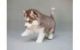 Sakhalin Husky Puppies for sale in Palm Bay, FL, USA. price: NA