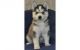Sakhalin Husky Puppies for sale in St Pete Beach, FL, USA. price: NA