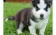 Sakhalin Husky Puppies for sale in Tallahassee, FL, USA. price: NA