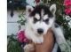 Sakhalin Husky Puppies for sale in Athens, GA, USA. price: NA
