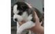 Sakhalin Husky Puppies for sale in Columbus, GA, USA. price: NA
