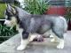 Sakhalin Husky Puppies for sale in San Francisco, CA, USA. price: NA