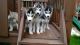 Sakhalin Husky Puppies for sale in Philadelphia, PA, USA. price: $500