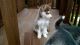 Sakhalin Husky Puppies for sale in Las Cruces, NM, USA. price: NA