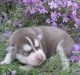 Sakhalin Husky Puppies for sale in Gilbert, AZ, USA. price: $520
