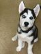 Sakhalin Husky Puppies for sale in Oklahoma City, OK, USA. price: $250