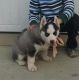 Sakhalin Husky Puppies for sale in Tucson, AZ, USA. price: $500