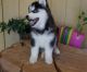 Sakhalin Husky Puppies for sale in Bethel, CT 06801, USA. price: NA