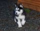 Sakhalin Husky Puppies for sale in Adak, AK, USA. price: NA
