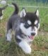 Sakhalin Husky Puppies for sale in Louisville, KY, USA. price: NA