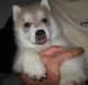 Sakhalin Husky Puppies for sale in Jacksonville, FL, USA. price: NA