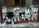 Sakhalin Husky Puppies for sale in Hartford, CT, USA. price: NA