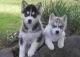 Sakhalin Husky Puppies for sale in Honolulu, HI, USA. price: NA