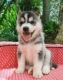 Sakhalin Husky Puppies for sale in Chicago, IL, USA. price: NA