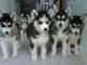 Sakhalin Husky Puppies for sale in Baltimore, MD, USA. price: NA