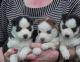 Sakhalin Husky Puppies for sale in Jersey City, NJ, USA. price: NA