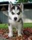 Sakhalin Husky Puppies for sale in Fayetteville, NC, USA. price: NA