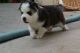 Sakhalin Husky Puppies for sale in Atlanta, GA, USA. price: NA