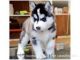 Sakhalin Husky Puppies for sale in Cleveland, OH, USA. price: NA
