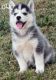 Sakhalin Husky Puppies for sale in Providence, RI, USA. price: NA