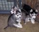 Sakhalin Husky Puppies for sale in Nashville, TN, USA. price: NA