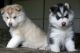 Sakhalin Husky Puppies for sale in El Paso, TX, USA. price: NA