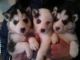 Sakhalin Husky Puppies for sale in Plymouth, VT, USA. price: NA