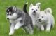 Sakhalin Husky Puppies for sale in Seattle, WA, USA. price: NA