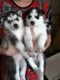 Sakhalin Husky Puppies for sale in Berkeley Springs, WV 25411, USA. price: NA