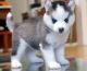 Sakhalin Husky Puppies for sale in Auckland, New Zealand. price: NA