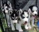 Sakhalin Husky Puppies