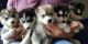 Sakhalin Husky Puppies for sale in Mesa, AZ, USA. price: $200