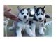 Sakhalin Husky Puppies for sale in Chicago, IL, USA. price: NA