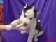 Sakhalin Husky Puppies for sale in Beaumont, TX, USA. price: NA