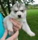 Sakhalin Husky Puppies for sale in New York, NY, USA. price: NA