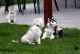 Sakhalin Husky Puppies for sale in Anchorage, AK, USA. price: NA