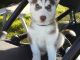 Sakhalin Husky Puppies for sale in Ashburn, GA 31714, USA. price: NA