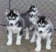Sakhalin Husky Puppies for sale in Lexington, KY, USA. price: NA