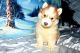 Sakhalin Husky Puppies for sale in Atlanta, GA, USA. price: $400
