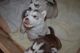 Sakhalin Husky Puppies for sale in Detroit, MI, USA. price: NA