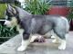 Sakhalin Husky Puppies for sale in Mountain View, WY 82933, USA. price: NA