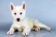 Sakhalin Husky Puppies for sale in Austin, TX, USA. price: NA
