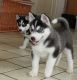 Sakhalin Husky Puppies for sale in Glendale, CA, USA. price: NA